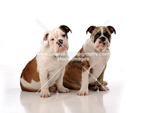 two Bulldogs sitting side by side against white background