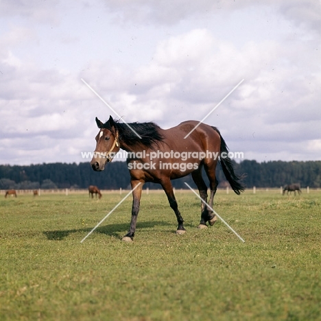 russian trotter mare at moscow no. 1 stud