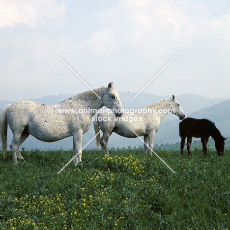 Lipizzaner mares and foal at rest at szilvasvarad