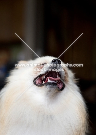 Cream Pomeranian with head back and mouth open.