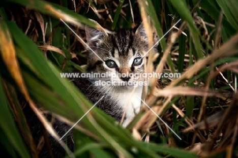 Kitten hiding in grass