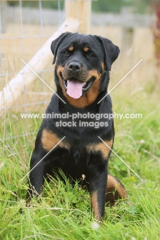 Rottweiler sitting down