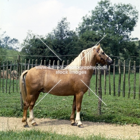 turkdean cerdin, welsh pony of cob type (section c) stallion looking out from his paddock