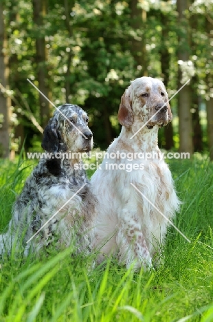 two English Setter sitting next to each other