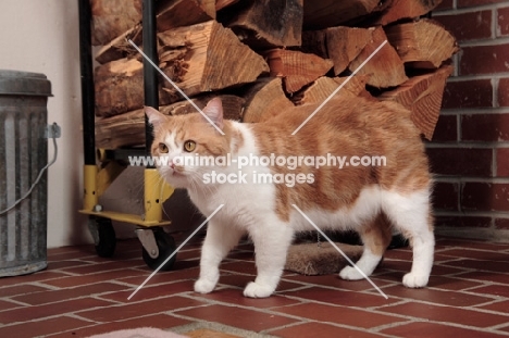 tabby and white Manx cat, side view