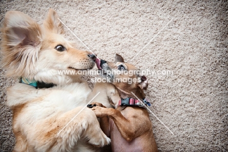 corgi mix and chihuahua mix nuzzling each other