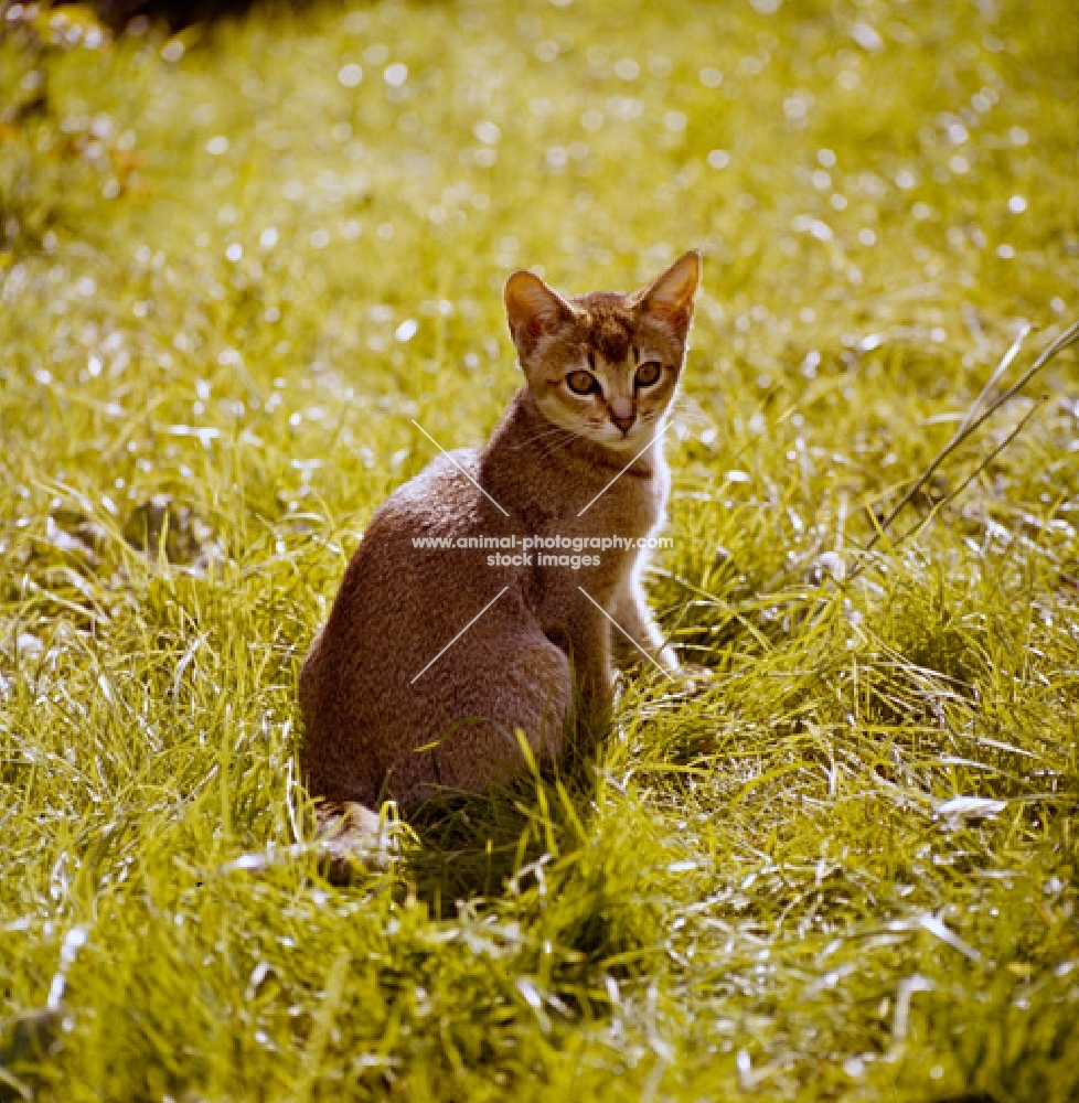 abyssinian kitten, sitting on grass