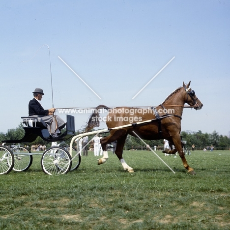 Paulien, Dutch warm blood in harness with vehicle, side view 