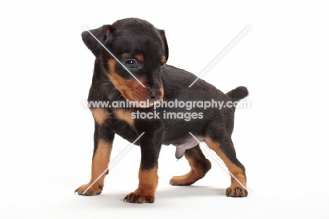 Miniature Pinscher puppy on white background