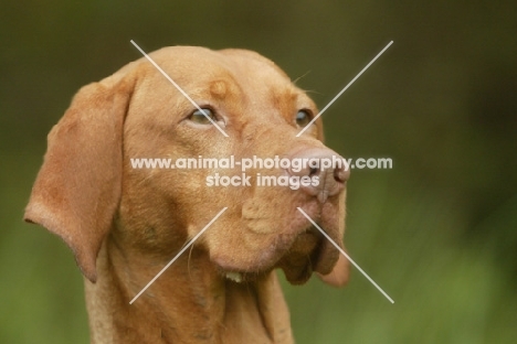 Hungarian Vizsla head study