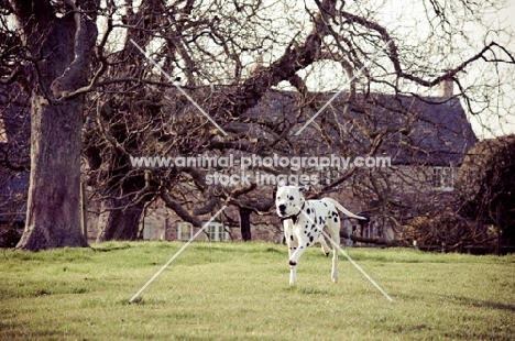 Dalmatian dog running in a field