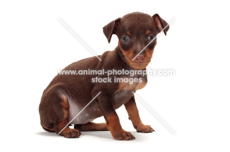 cute chocolate and tan Miniature Pinscher puppy