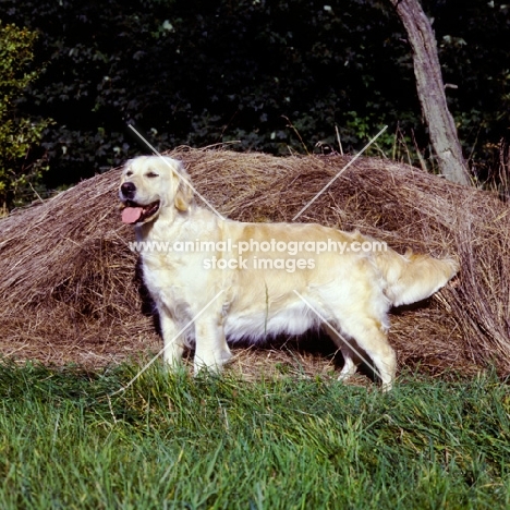 golden retriever from westley standing by straw