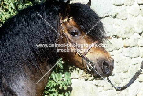 shilstone rocks cloudburst 11, dartmoor stallion, portrait