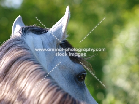 Lusitano close up