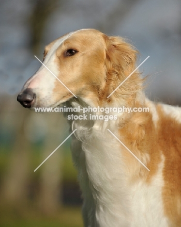 Borzoi had study