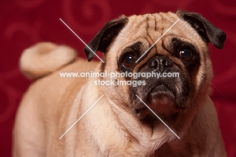 fawn Pug looking sad