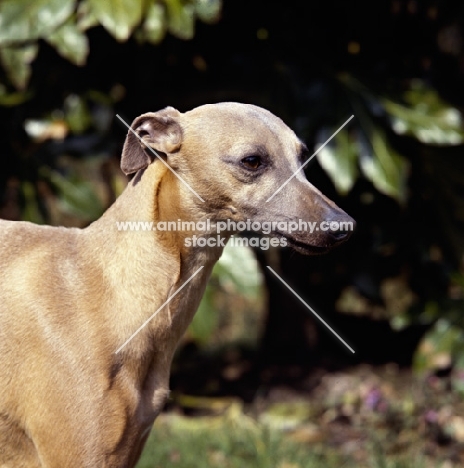 whippet from shalfleet kennels, near greenery, head study