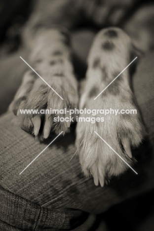 english setter paws laying on owner's legs