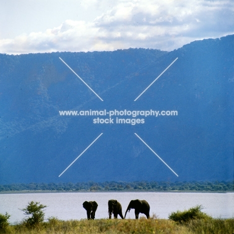 three african elephants beside a lake in lake manyara np, east africa