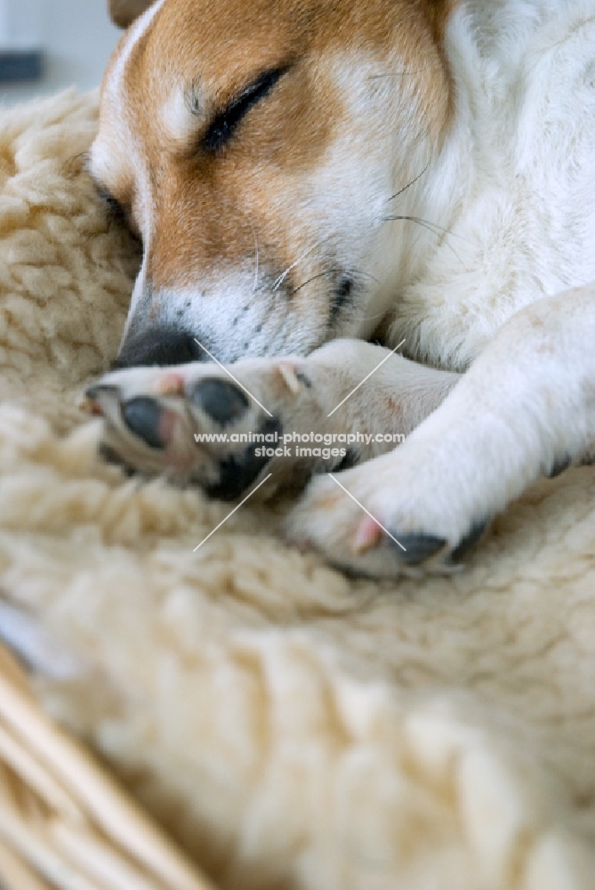 jack russell terrier sleeping in basket