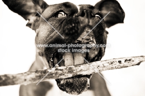 Boxer with stick