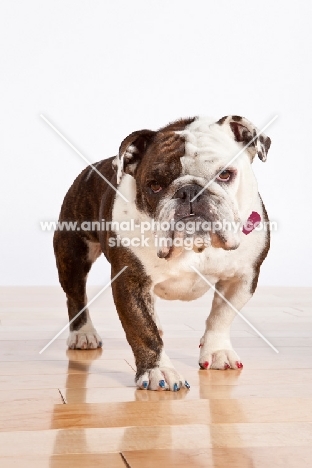 English Bulldog standing on wooden floor