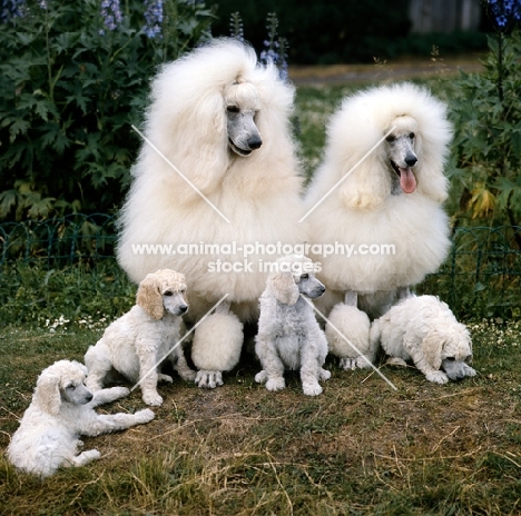 springett park quite the lady  of bibelot, bitch, ch bibelots polar de la fontaine of springett, standard poodle puppies and parents sitting