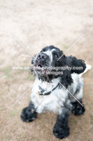 8 month old blue roan Cocker Spaniel