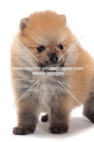 Pomeranian puppy standing on white background