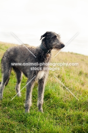 Deerhound standing in field