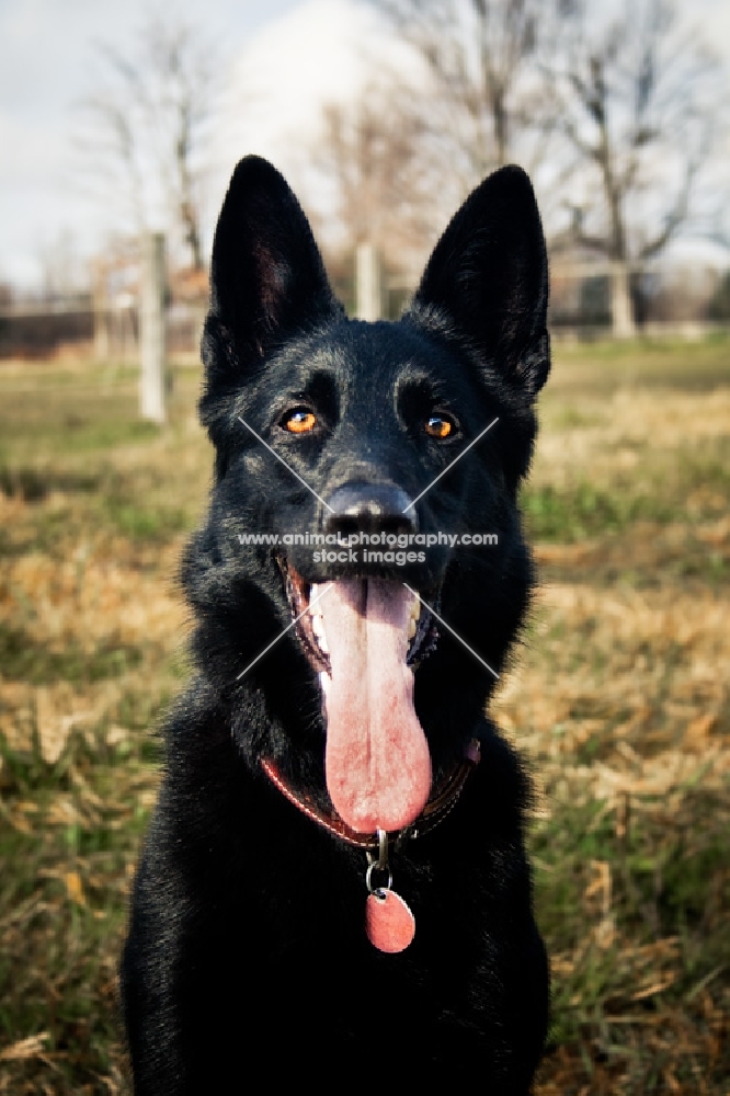 black Shepherd in field