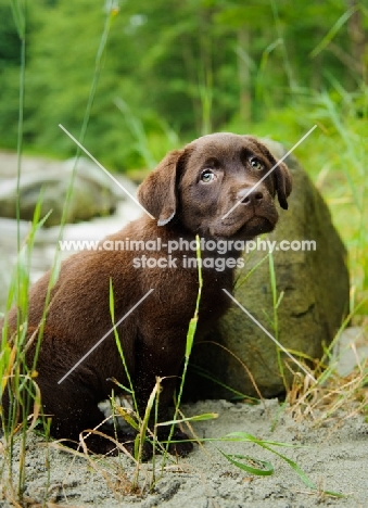 Chocolate Labrador Retriever puppy sitting at the beach