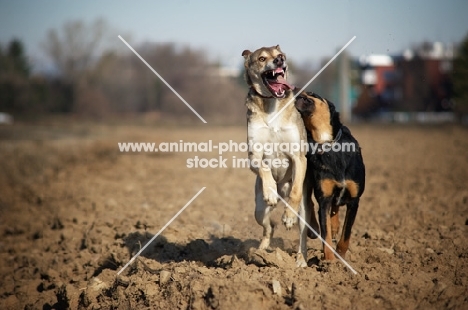 two dogs running and playing, one with mouth open and teeth out