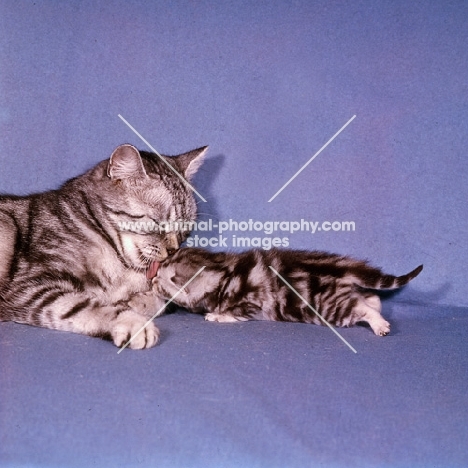 silver tabby short hair cat washing her kitten