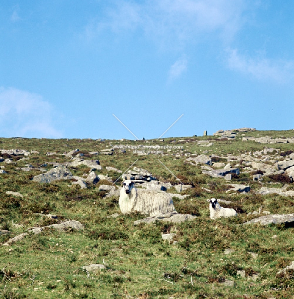 rough fell ewe with lamb on a dartmoor hillside