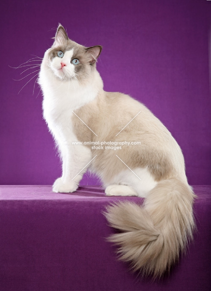 Ragdoll sitting on purple background