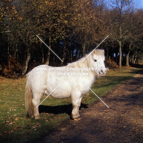 shaggy shetland pony in winter