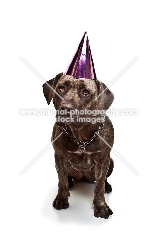 Dogo Canario wearing party hat