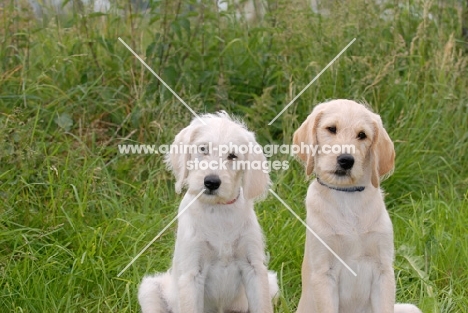 labradoodle puppies