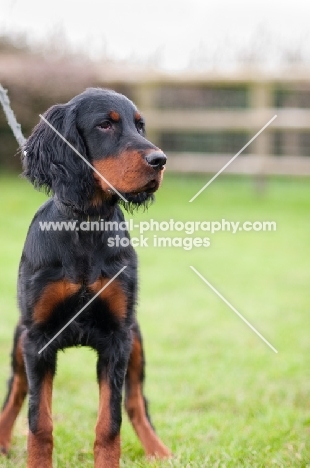 young Gordon Setter