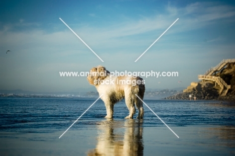 Polish Lowland Sheepdog (aka polski owczarek nizinny) looking out at sea