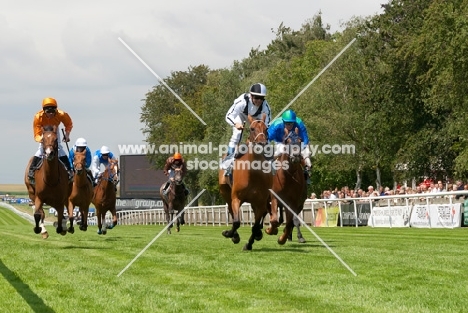 group of thoroughbred horses racing