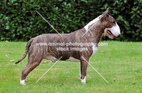 Bull Terrier side view on grass