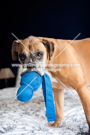boxer standing with blue toy in mouth