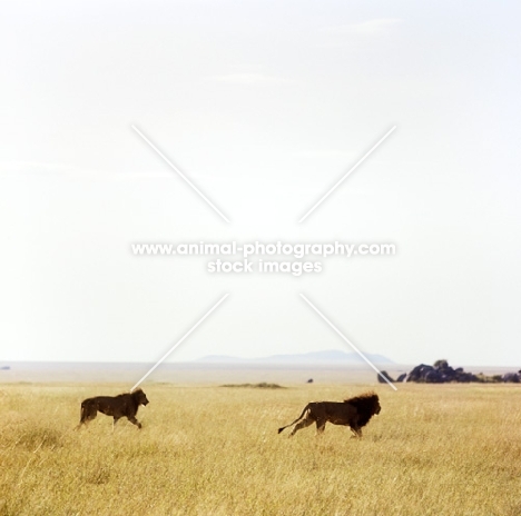 lion and lioness walking in east africa