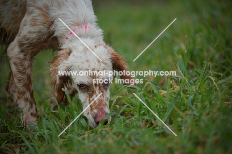 english setter smelling the ground
