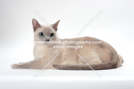 Tonkinese lying on white background, Lilac (Platinum) Mink coloured