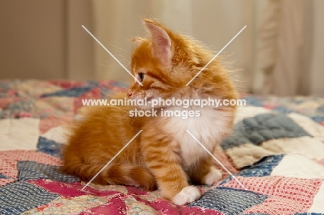 Maine Coon kitten on quilt