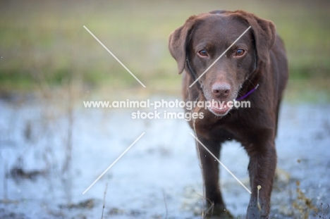 chocolate Labrador Retriever walking in a puddle